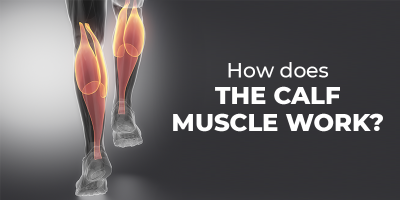 How Does the Calf Muscle Work