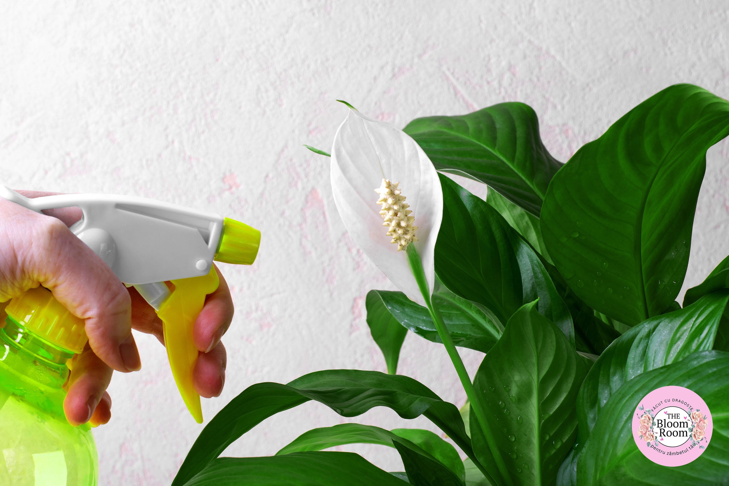 The Bloom Room Expert Guide to Peace Lily Care