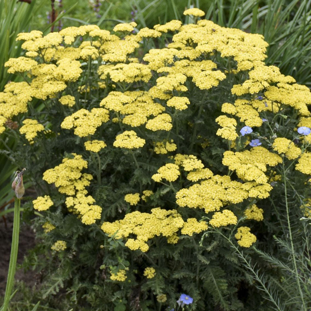 Achillea Firefly Collection 'Firefly Sunshine' PP32403 PW® Yarrow - #1 ...