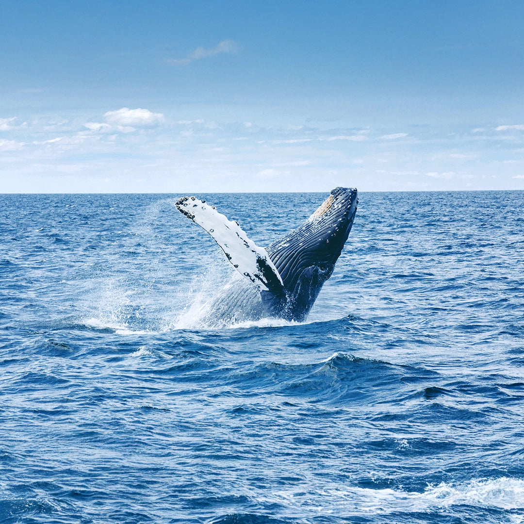 Whale Watching