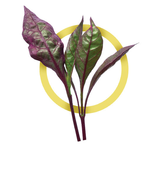 Red Spinach