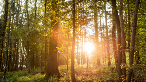 Image of a serene forest with sunlight filtering through the trees, representing the calming effect of white noise devices.