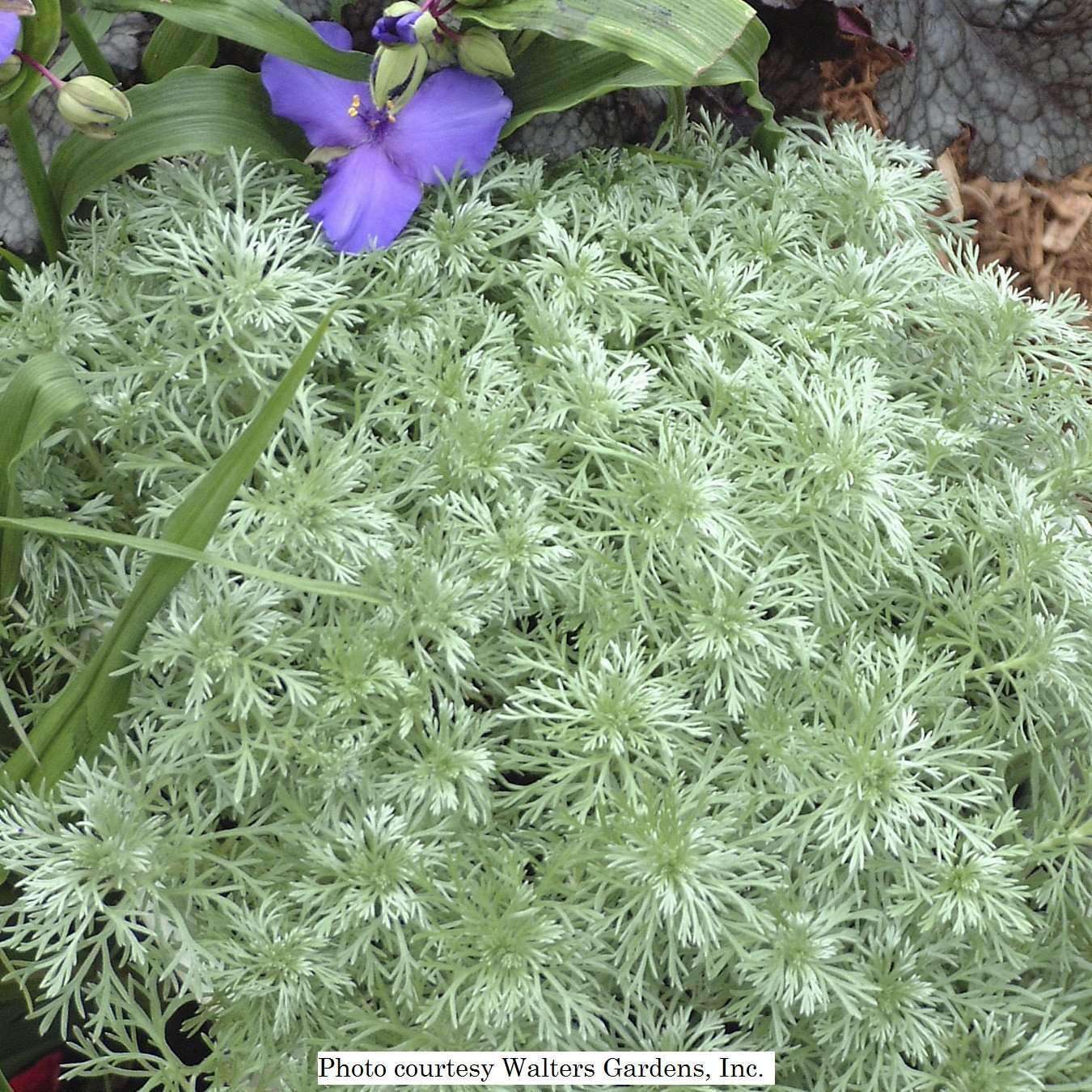 Artemisia 'Silver Mound' Plants