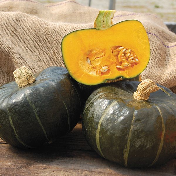 buttercup squash pictures