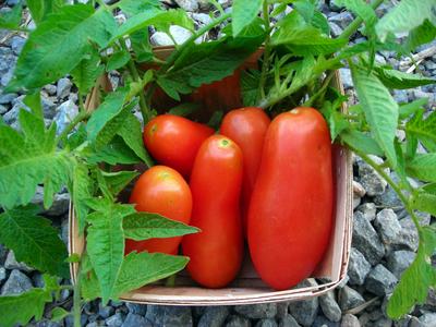 san marzano tomato plants for sale