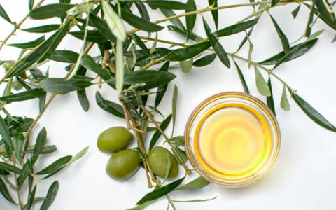 Oleuropein is found in olive leaves and oil