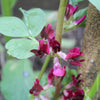 broad bean crimson flowered