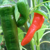 chilli pepper cayenne red 