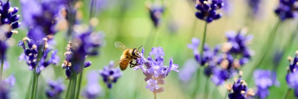 Lavender Growing Guide