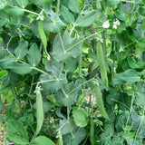 pea hurst greenshaft vegetable seeds