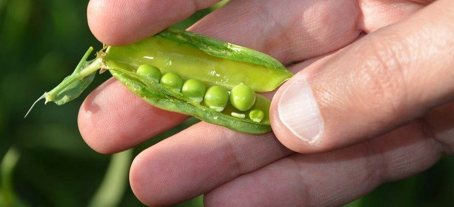 growing guide for peas