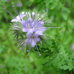 phacelia green manure