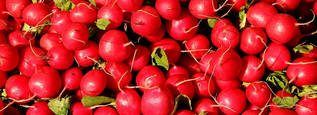 September Growing Guide - Radish