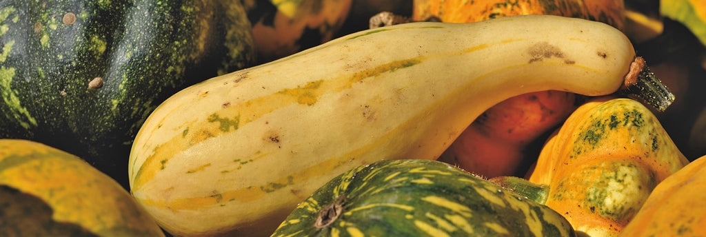 Squash growing guide