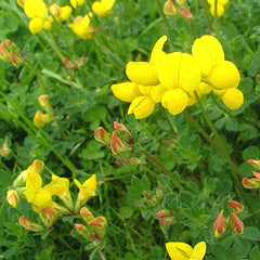 yellow trefoil green manure