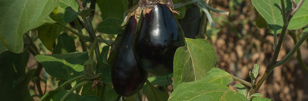 aubergine growing guide