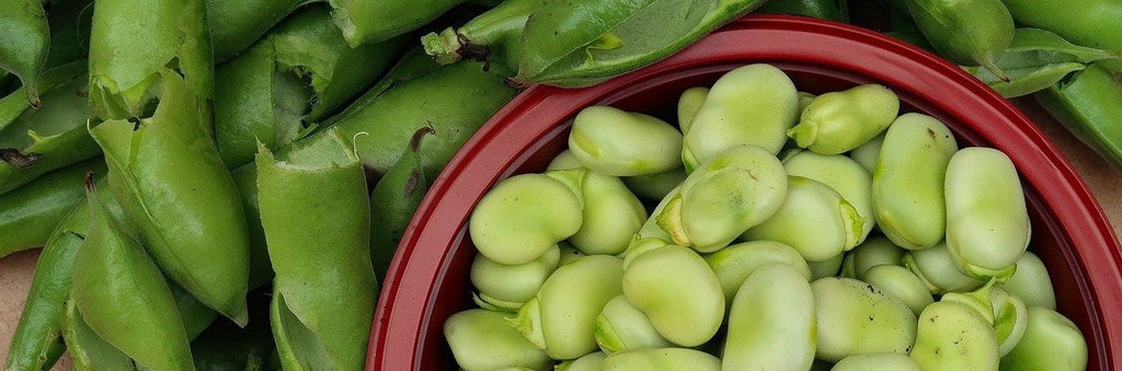 bean growing guide