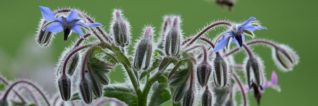 borage growing guide