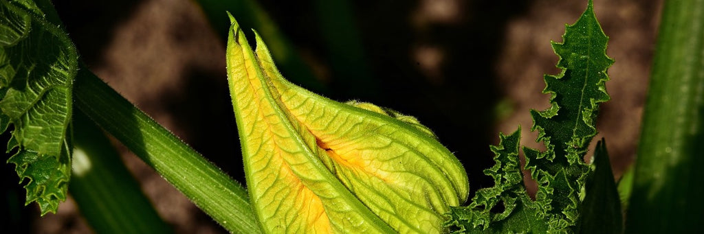 courgette growing guide