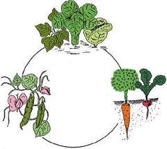 3 course crop rotation plan