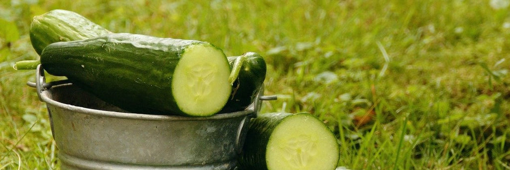 cucumber growing guide