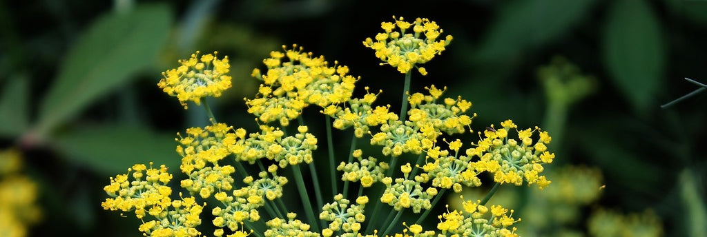 fennel growing guide