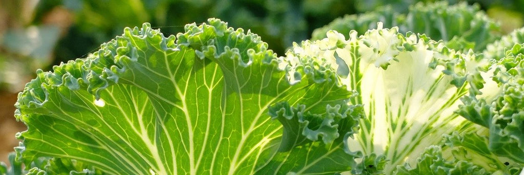 kale growing guide