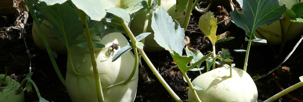 kohl rabi growing guide