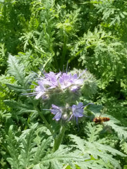 phacelia in flower