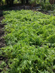 phacelia green manure cut down