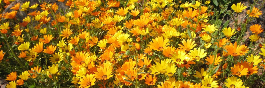 pot marigold growing guide