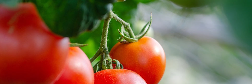 Tomato Growing Guide