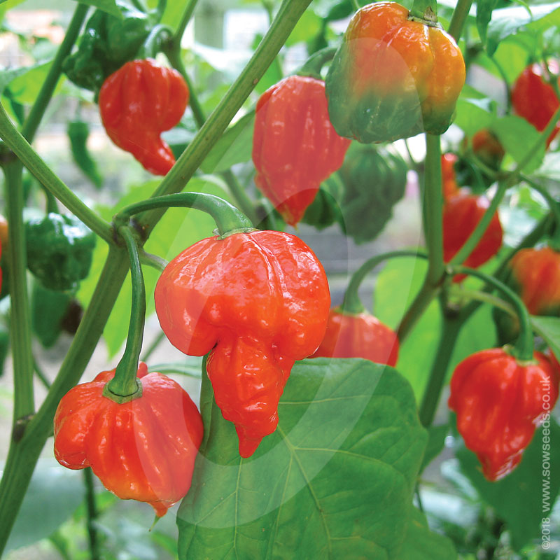reaper pepper plants