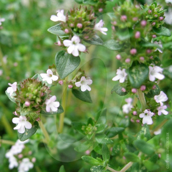 english thyme herb