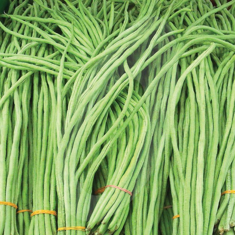 Yard Long Bean Seeds Quality Seeds from Sow Seeds Ltd