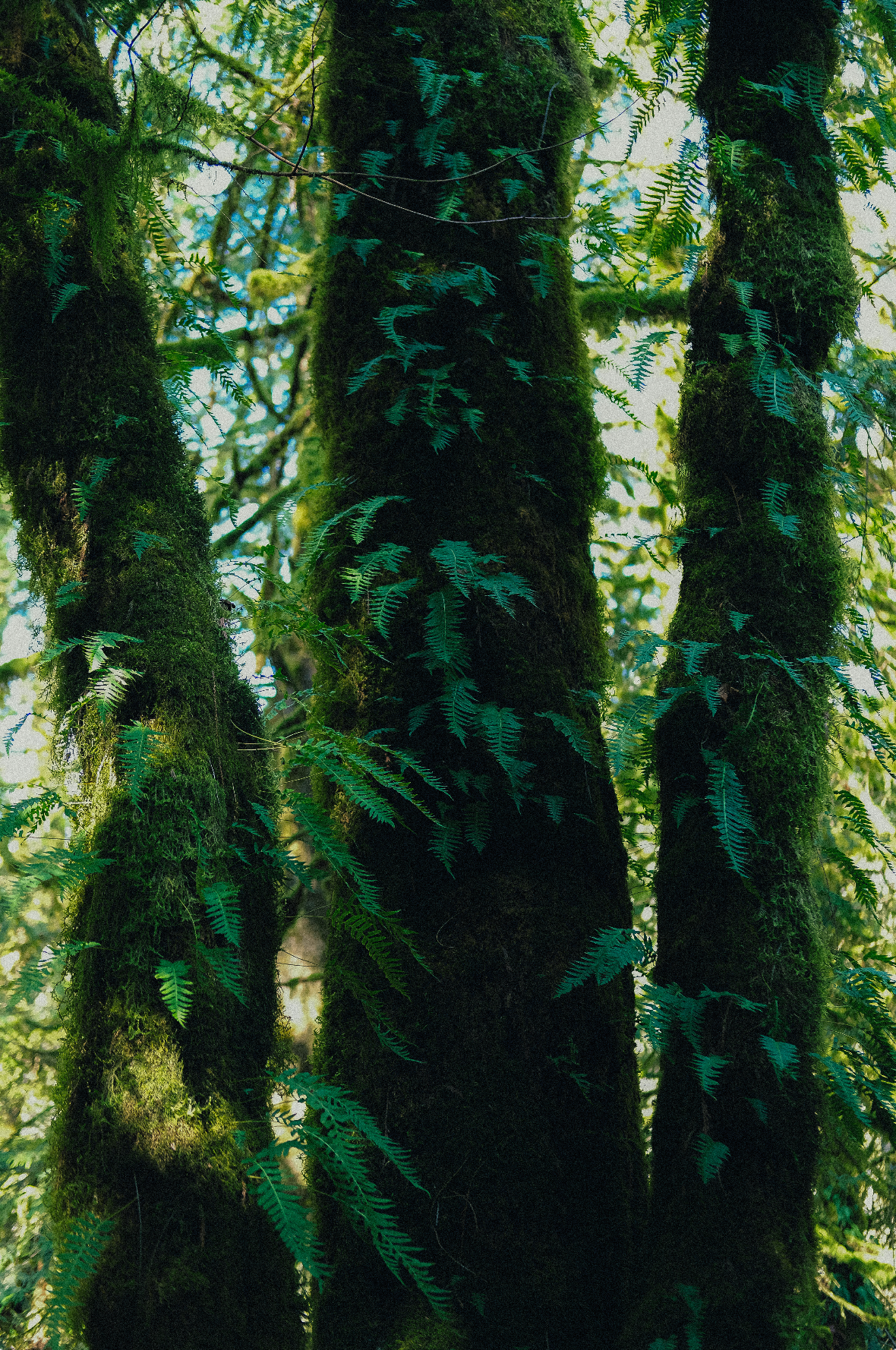 A mossy tree