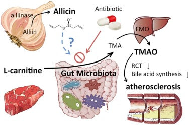 Garlic's Gut-Boosting Allicin: A Closer Look at Digestive Health Benefits