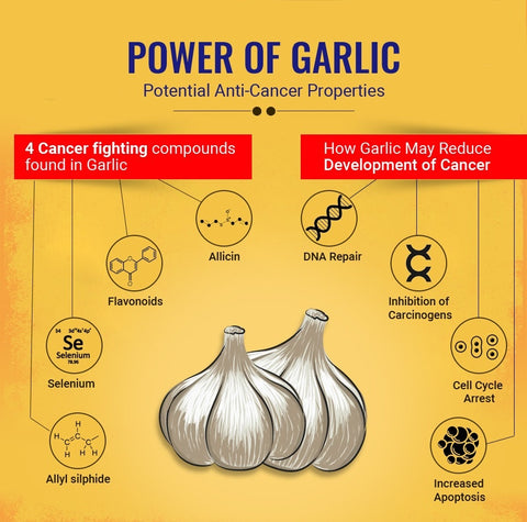 Garlic's Guardian: Allicin's Journey into Cancer Defense