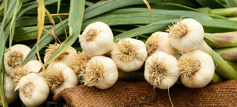 Garlic's Allicin: A Natural Defender of Respiratory Health
