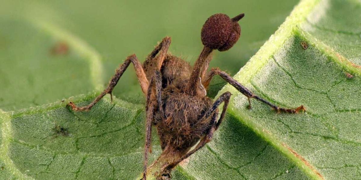 Cordyceps infectando una hormiga