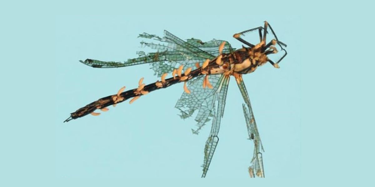 Cordyceps infectando una libélula