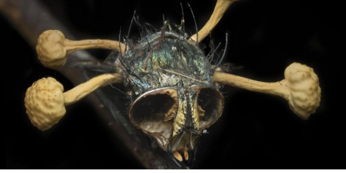 Cordyceps parasitando el cadáver de un insecto