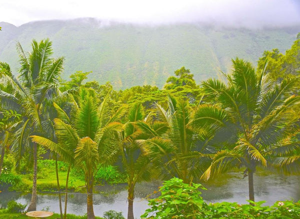 Top 5 Winter Getaways by Boardies® - Hawaii