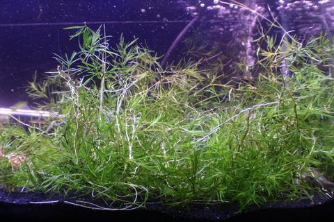 Guppy clearance grass care