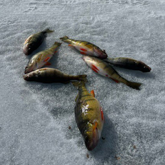 Perch laying on Ice