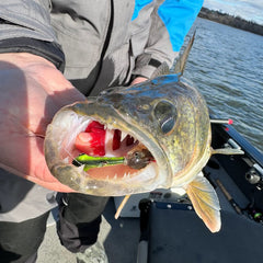 walleye with a baddboyz green lantern jig in its mouth, tipped with a minnow