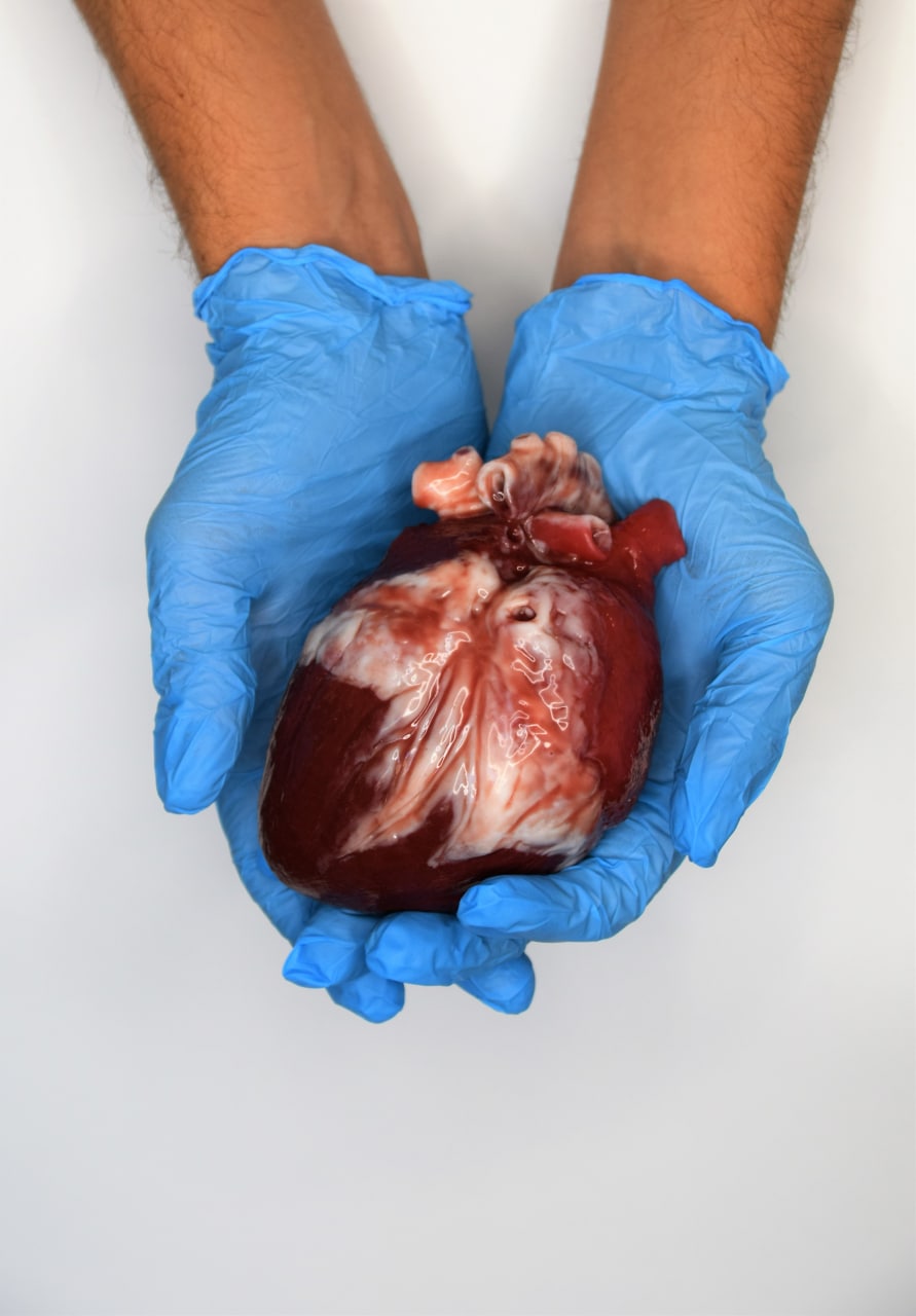 Realistic human heart life size , anatomical human heart silicone ...