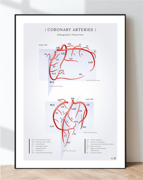 Coronary arteries Copyright Anatomical aesthetics