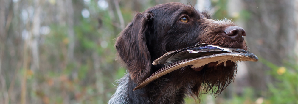 Introducing a German wire haired pointer to game starting with a bird wing