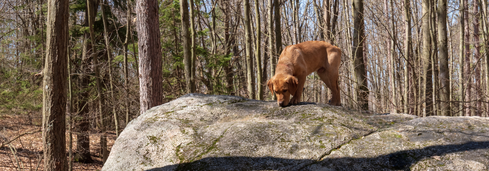 young dog learning to balance on rock